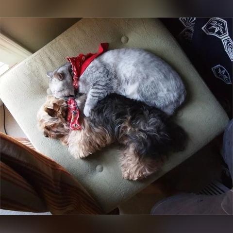 阿猫阿狗2，为什么老玩家都在刷这个地图？2025实测最强宠物组合出炉！