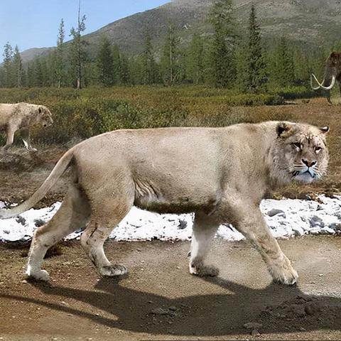 《孤岛惊魂原始杀戮》剑齿虎、美洲豹藏匿秘境曝光