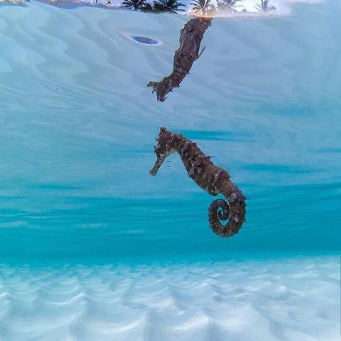 沙丘下载还在踩雷？2025最新正版渠道+免等待安装攻略（附配置自查表）