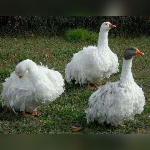 《鹅鸭杀》全角色攻略：深度解析职业玩法技巧