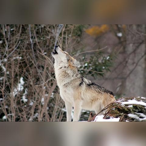 《饿狼传说群狼之城》二测角色超必杀全览！独家揭秘！