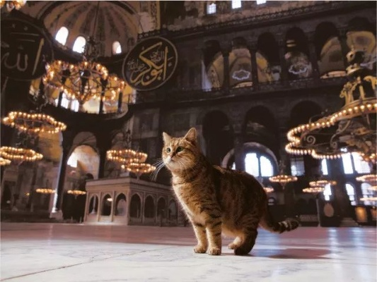 《剑星猫影展》独家拍照圣地，领跑摄影达人圈