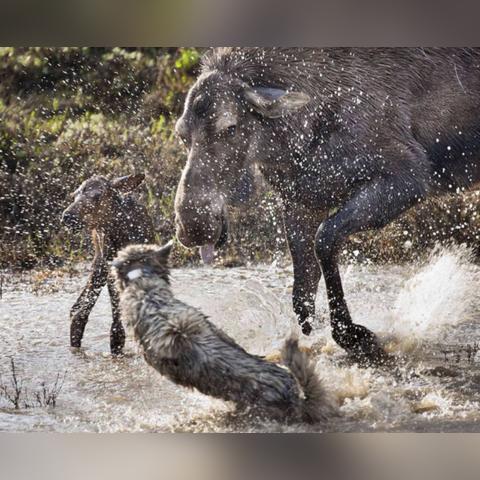 《饿狼传说群狼之城》洛克精简连段攻略，解锁极限操作新境界