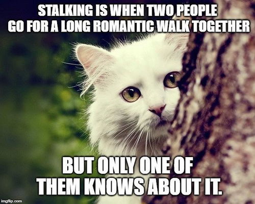 《幽灵线：东京》独家揭秘！读懂猫咪内心世界的神奇撸猫系统