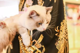 猫猫套全新特效大揭秘，视觉盛宴不容错过