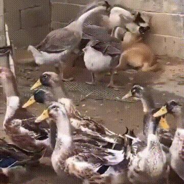 《鹅鸭杀》前置位揭秘：深度解析游戏核心策略价值