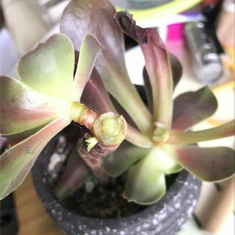 上古卷轴4法师攻略：重制版最强法师玩法揭秘