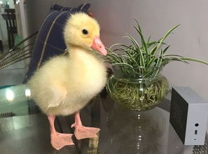 秃鹫攻略揭秘：高效玩法助你成为《鹅鸭杀手游》霸主