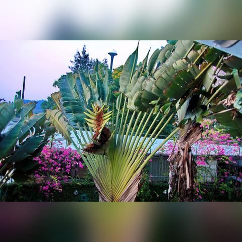 《八方旅人0》武器图鉴全解析：位置攻略与收藏秘籍大公开