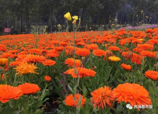 《塞尔达传说》向阳草速寻攻略：高效采集路线曝光