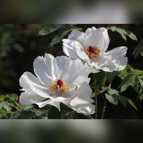 《红霞岛》离线独享：解锁无网畅玩新体验