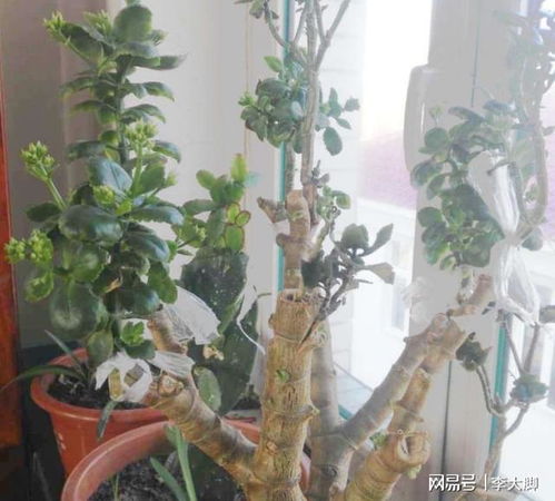 动森高效种树攻略：掌握植物培育新技巧