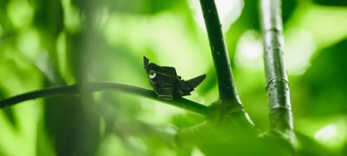 《原神》冬凌草高效采集攻略，一网打尽神秘草药宝藏