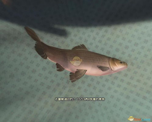 深海鱼捕捞攻略：揭秘时价与珍稀品种一览