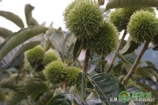 秋栗培养攻略：揭秘高效培育新价值技巧