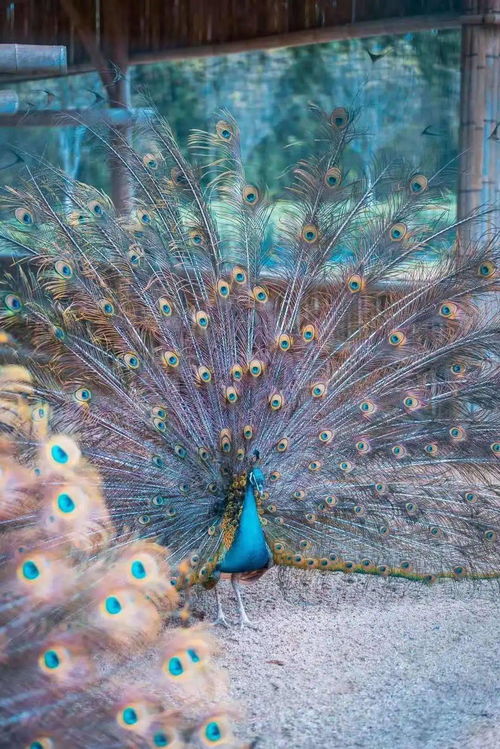 《心动小镇黄缘螯蛱蝶捕捉攻略：隐藏捕捉点大揭秘》