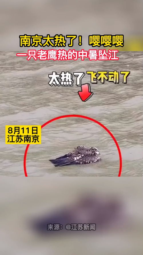 老鹰南京中暑坠江爆热搜！游戏里的天气生存玩法居然这么真实？