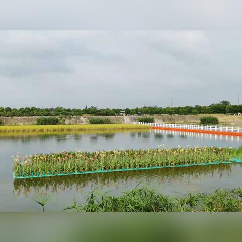 《鸣潮》剑菖蒲高效采集攻略：隐藏点位大揭秘
