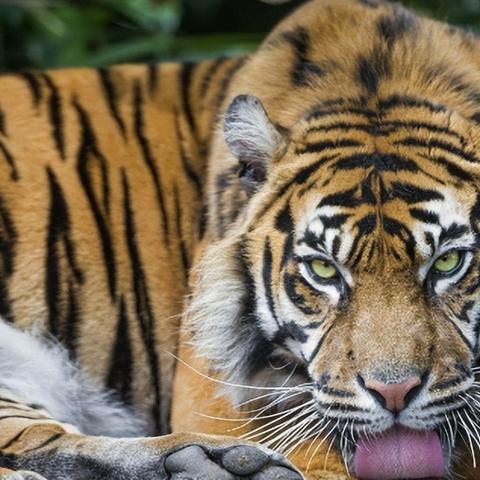 永恒之柱Beta全种族亚种深度解析：揭秘种族天赋与技能