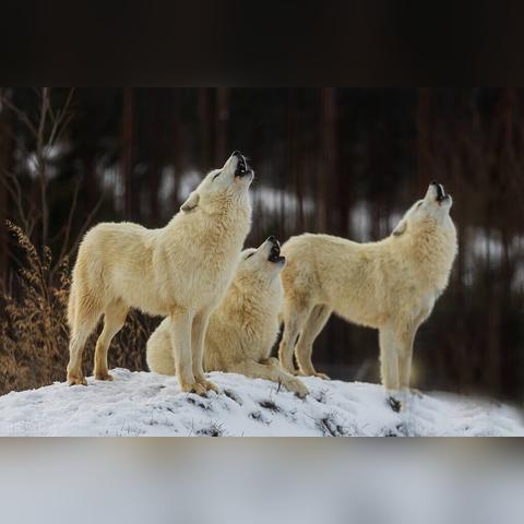 《C罗高伤连段攻略：群狼之城饿狼传说实战解析》