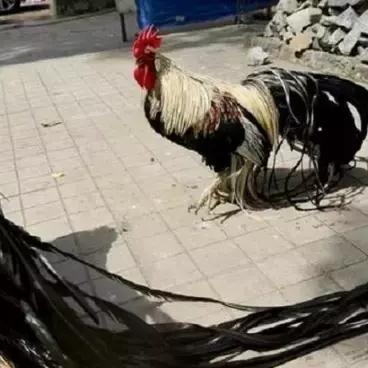 凤凰高达巅峰对决，揭秘全新战术解析