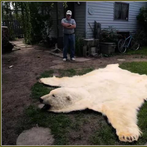 《鹅鸭杀》加拿大鹅攻略：掌握技巧，化身狩猎高手