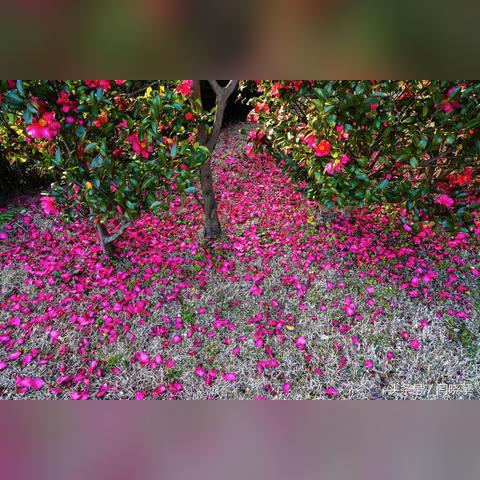 《崩坏星穹铁道》2.3翡翠养成攻略：高效提升技巧揭秘