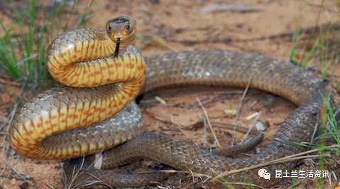 《太吾绘卷》抓蛇高招！轻松捕捉蛇类技巧大揭秘