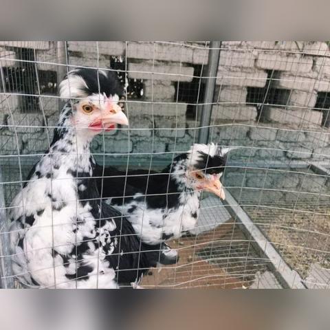 《QQ农场》怀旧回归，偷菜乐趣新升级，重温经典时光！