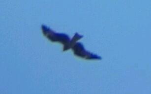 黑色信标铂鸢古痕选购攻略[多图]