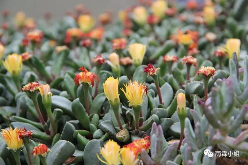 1. 忧昙花藏匿之地：揭秘《原神》3.6版神秘花位
2. 《原神》3.6版独家探秘：忧昙花绽放的六大秘境
3. 忧昙花现踪《原神》3.6版！探寻六大隐藏花位攻略
4. 《原神》3.6版必看！六大忧昙花位置大揭秘
5. 《原神》3.6版新发现：六大忧昙花位置全收录
6. 忧昙花绽放时刻！《原神》3.6版六大花位速查指南