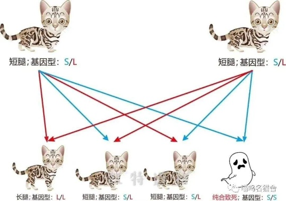 猫咪繁育攻略：揭秘《喵喵的结合》高效培育新思路