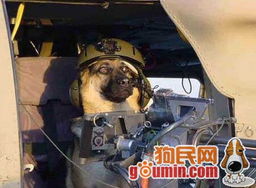 《使命召唤10》军犬推特曝光：狂喷喵星人，战场见！