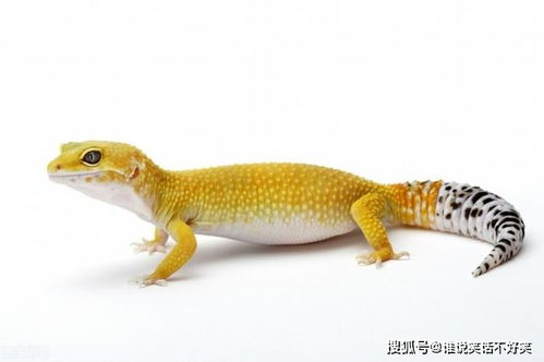 养壁虎月入过万？2025爬宠玩家揭秘睫角守宫繁殖与变现核心门道