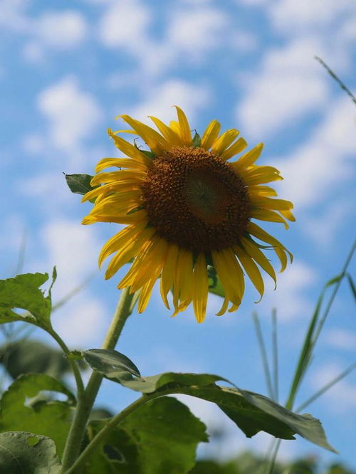唱歌向日葵的三种实战形态