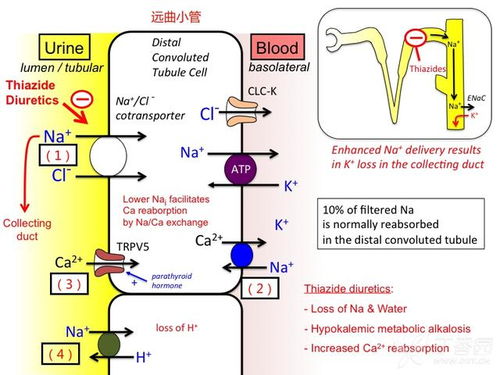 盐坨子还在吃盐？2025盐风主教昆图斯全机制拆解+3套平民速通阵容