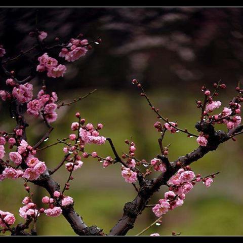 想快速上手三角洲行动蜂医？实战玩法与武器推荐助你轻松入门