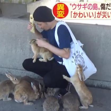 兔岛论坛绝密档案，2025年最新兔子稀有毛色遗传公式破解与实测数据