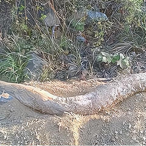 《古墓丽影暗影》DLC巨蟒之心流程视频攻略