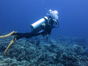 《戴夫潜水探宝：三星甘氏巨螯蟹捕捉攻略》