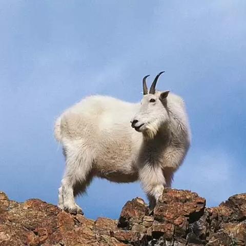 5月31日羊羊大世界通关攻略｜羊了个羊必过技巧