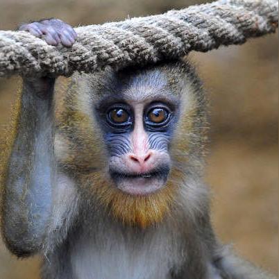 德国动物园屠杀30只狒狒喂狮子，种群管理黑幕还是行业潜规则？