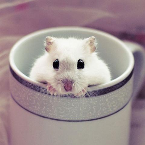 仓鼠萌语Steam新品节免费试玩，今日开启萌趣冒险