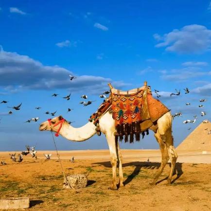 哈桑诗意探索，苏丹游戏独特诗词魅力解析