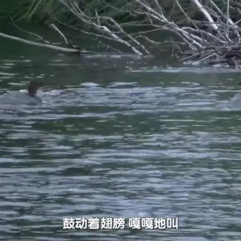 荒野猎人1.01版弓箭最强配装，实战配装指南公开