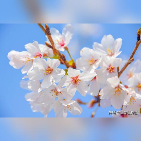 别傻排队！成都看花花3分钟真相+2025实测分流路线图