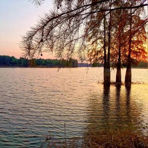 别再被坑了！2025红杉木类型全解析，从海岸红杉到水杉的收藏级攻略