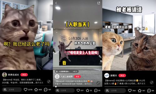 守望玩家改造猫咪盛会，赛博猫宠集结！