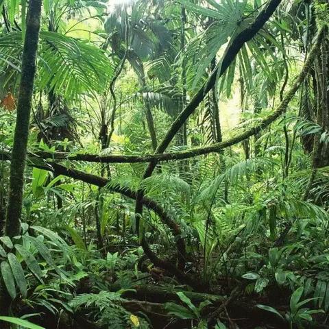 森林真正的主人不是食人族？2025年AI生态系统深度解码与生存反制指南