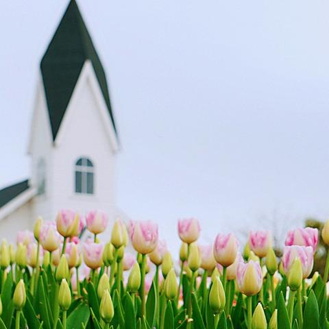 6花海水仙套强度如何？适配角色推荐指南